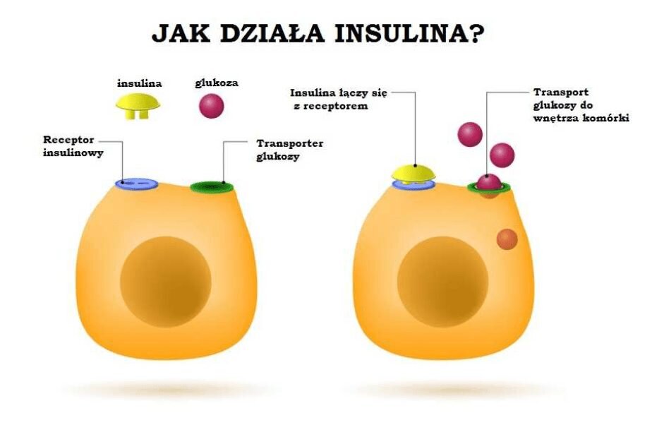 Jak działa insulina? - schemat